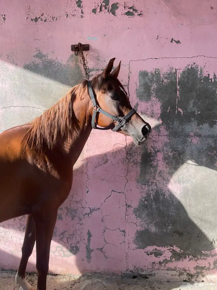 فرس شيخه بنت بطل العالم ابها قطر 0