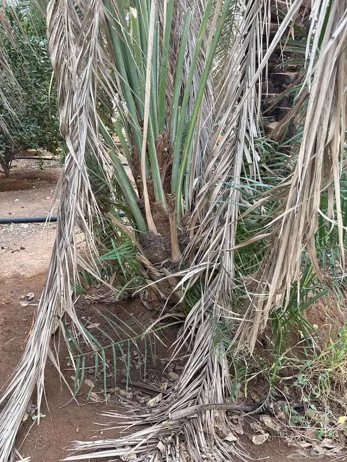فسائل سكري 8