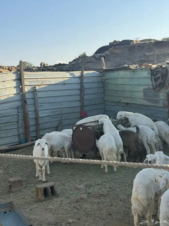 بهم للبيع العدد 18 فيه 4 رخال والباقي خرفان 1