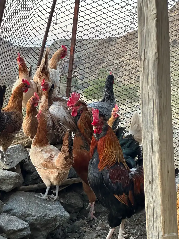 ديوك أمريكي مع دجاج بلدي تبارك الرحمن 0