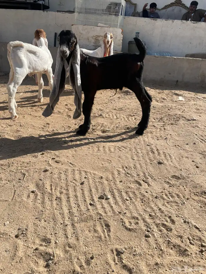 عرض وبيع تيس حجازي اسود وين اهل عوارض 0