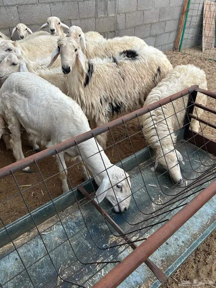 حريه ونجدي 0