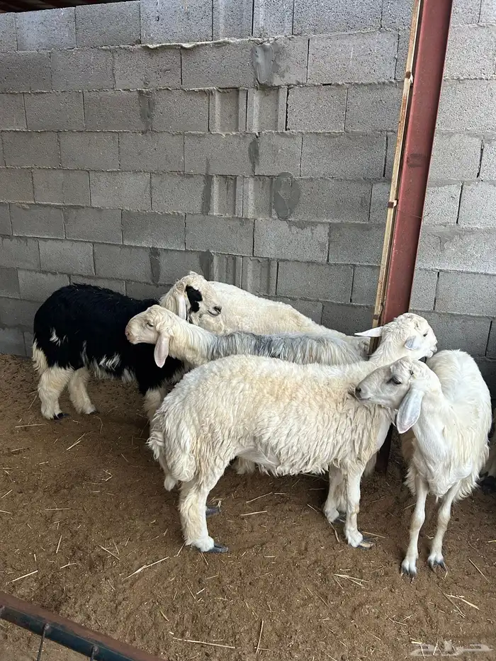 حريه ونجدي 6