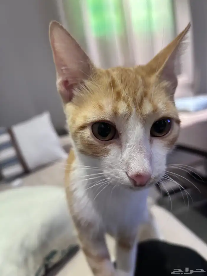 قط للتبني (تم التبني) 0