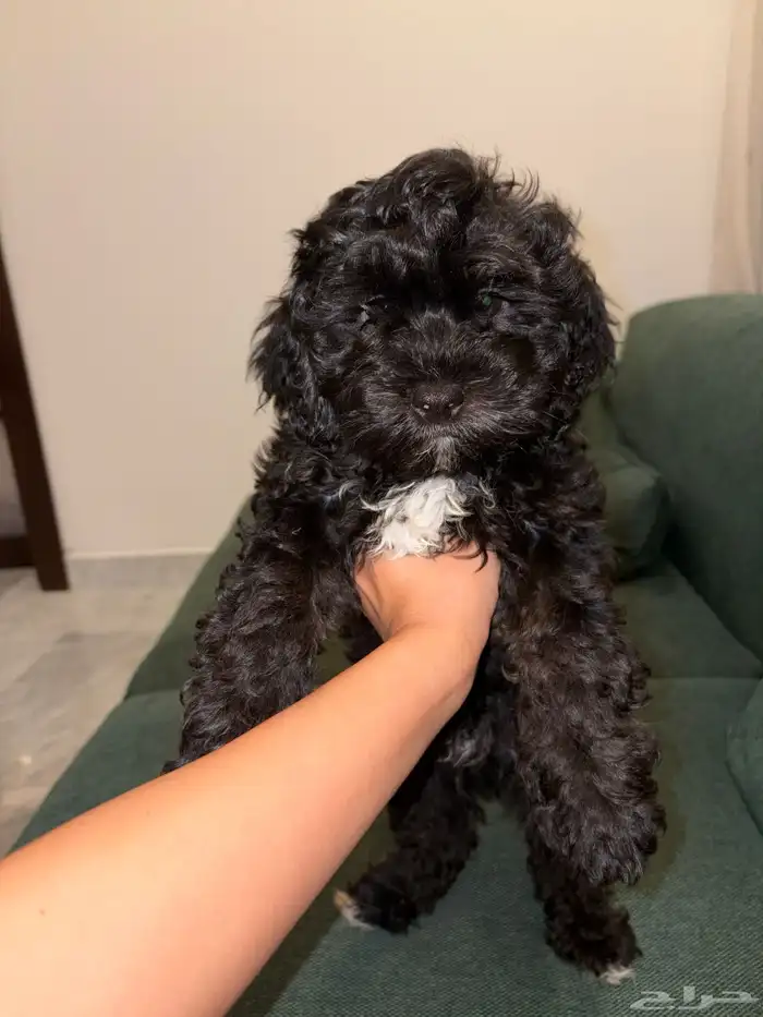 shih poo dogs for sale كلاب شيبو للبيع 16