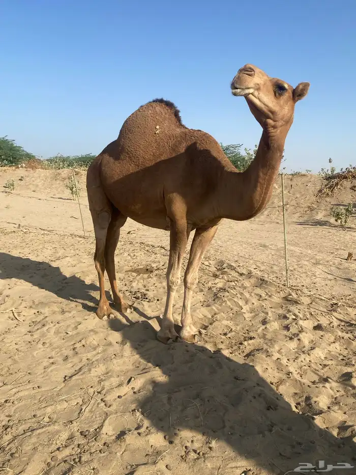 لقحه للبيع 2
