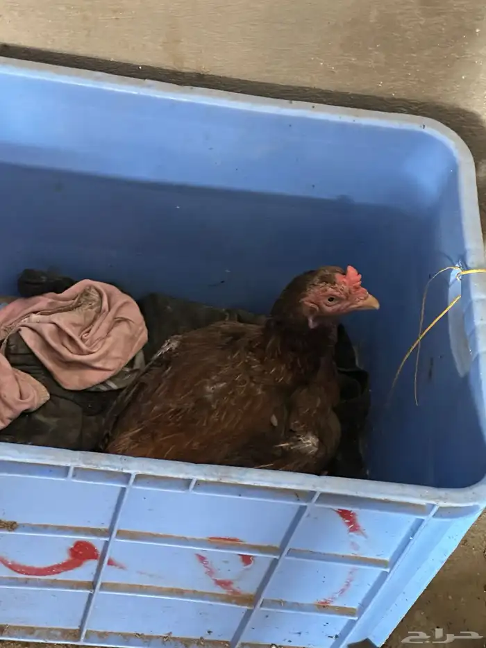 دجاجة باكستانية 5