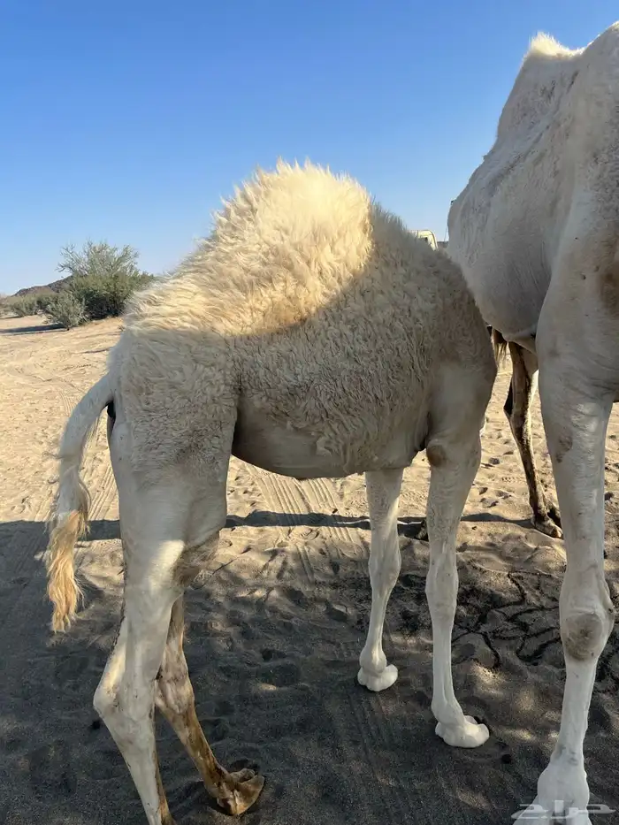 ناقة خلفة 1