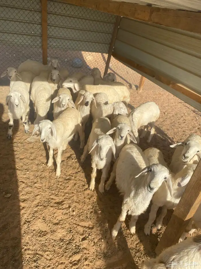 طليان 1