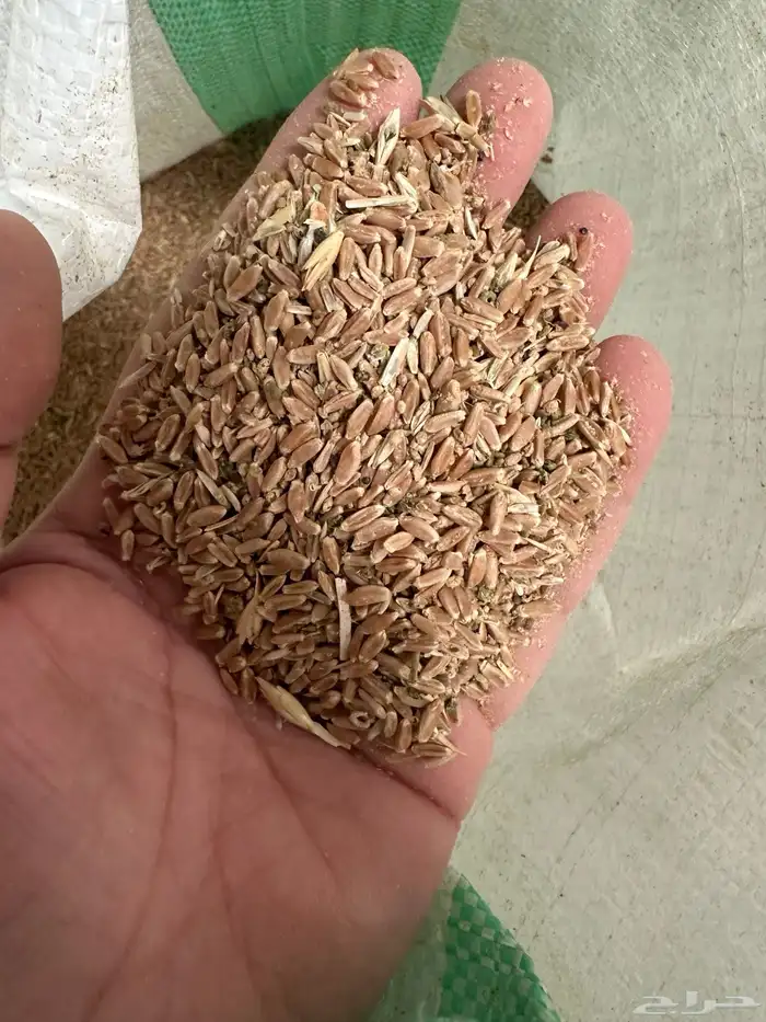 بذر او علف مخلوط قمح وجرجير 3