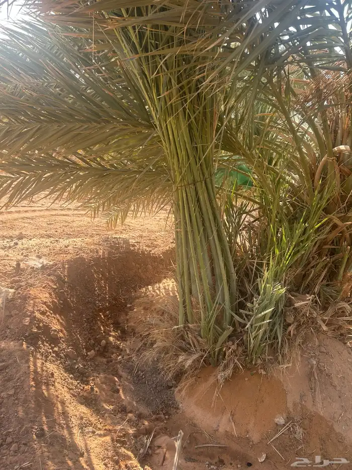 توريد جميع أنواع النخيل 5