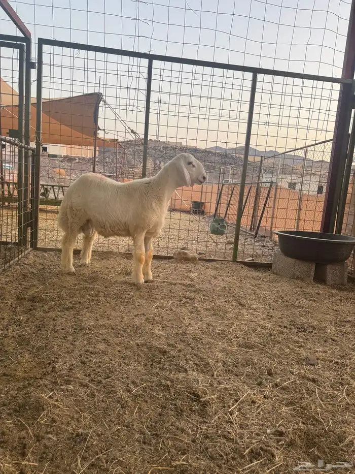 مشروع فحل صنف الصنف 1