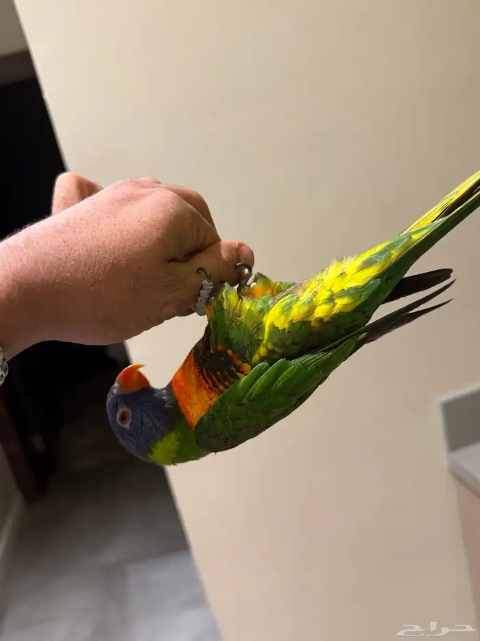 لوري اليف جدا لعوب متكلم لايجي الا الصامل 2