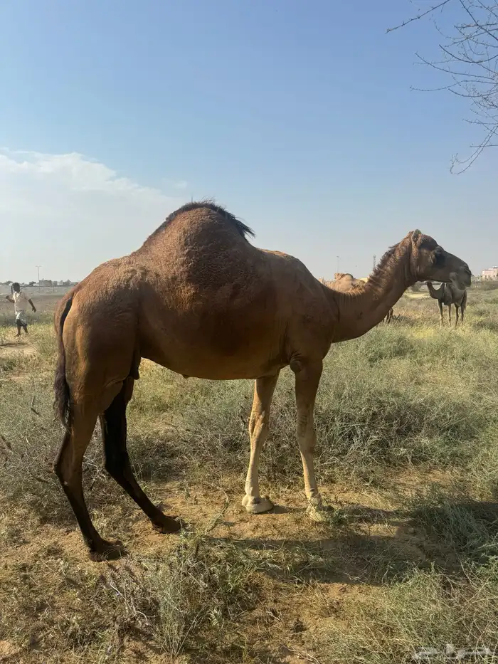 ناقة ساحلية 0
