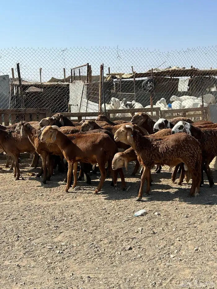 طليان سواكن مرابي 5