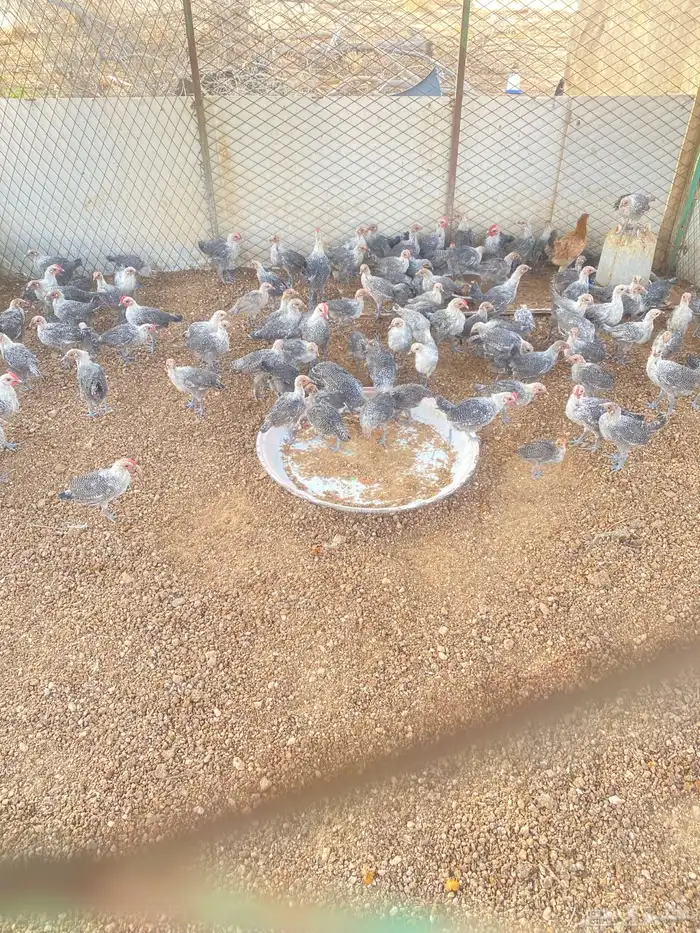 للبيع دجاج فيومي شبابي 0