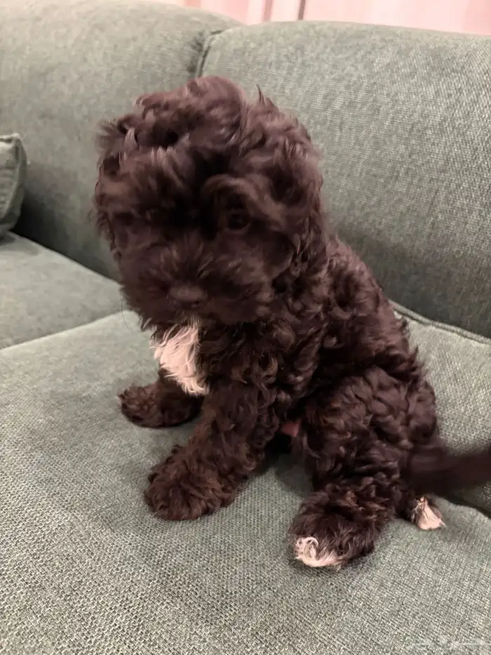 shih poo dogs for sale كلاب شيبو للبيع 27