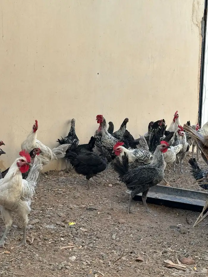 دجاج و ديكه للبيع الحناكيه فقط 1