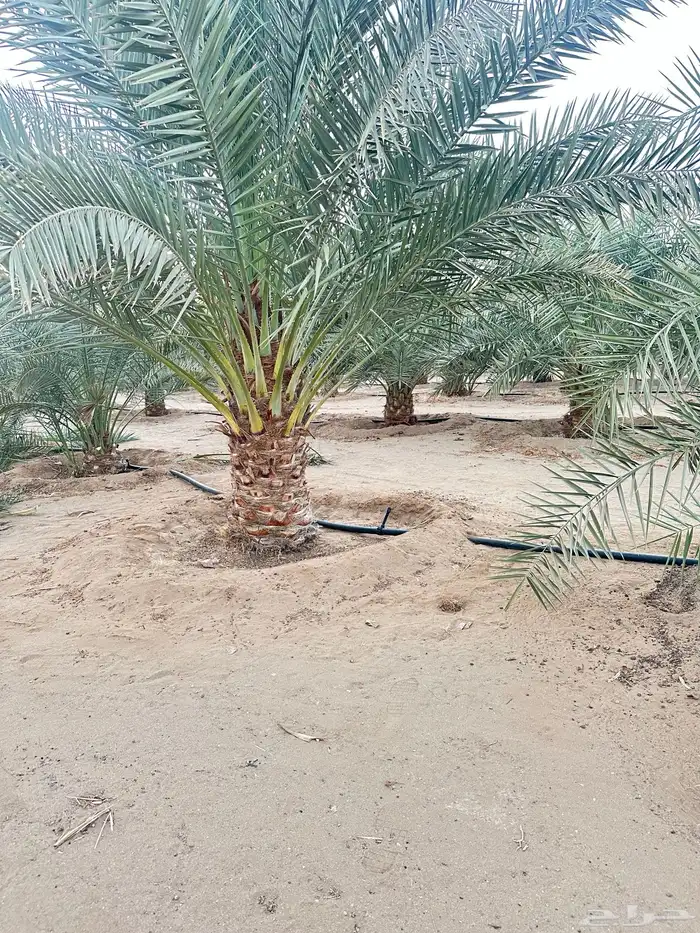 نخل للبيع 8