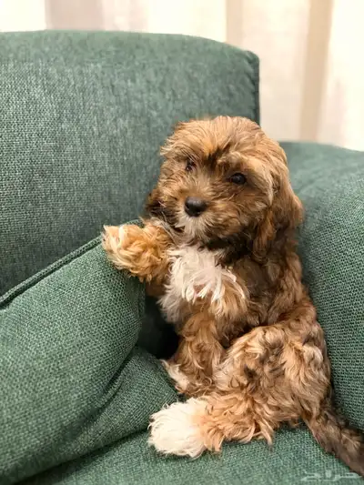 shih poo dogs for sale كلاب شيبو للبيع index