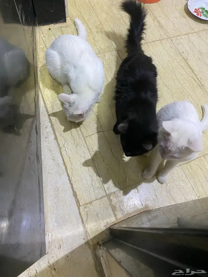 قطط لعوبه للتبني عمرها 8 شهور ..معقمه..خاليه من الامراض 0