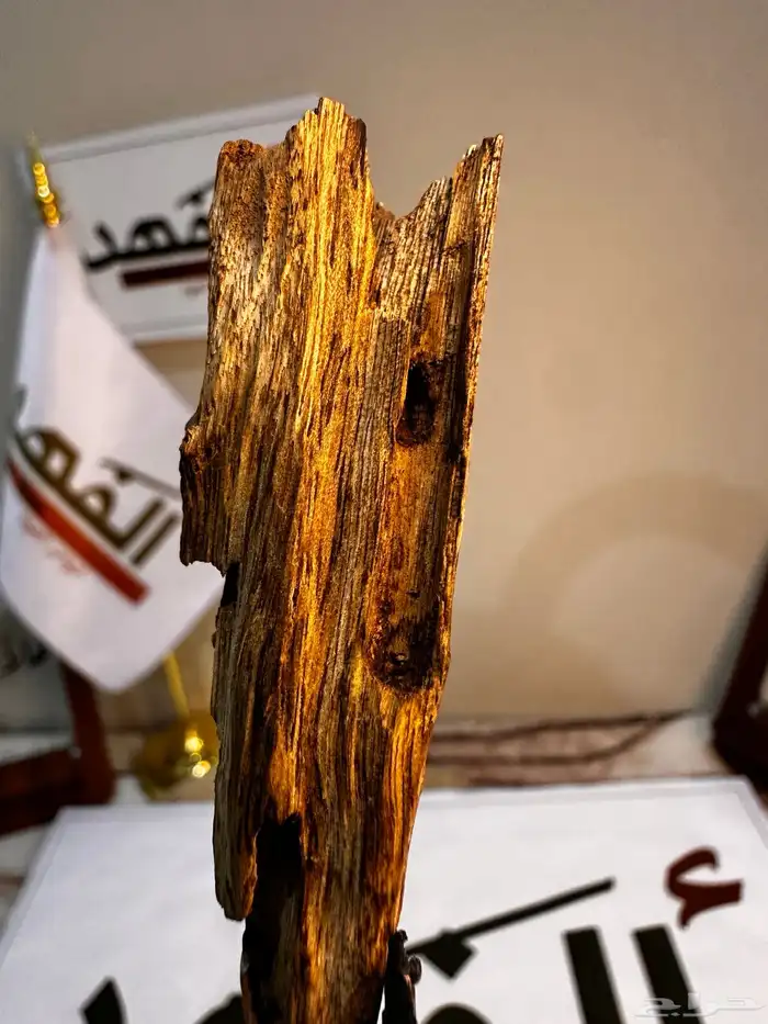 الفهد لنوادر العود الان في المنطقه الجنوبية 4