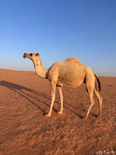 ناقه لقحه 0