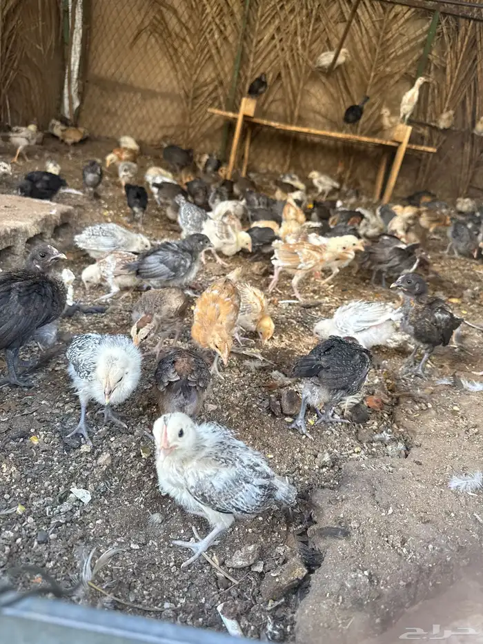 دجاج بلدي العمر شهر 0