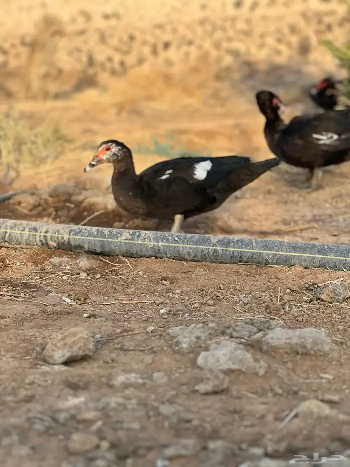 بط مصري 16