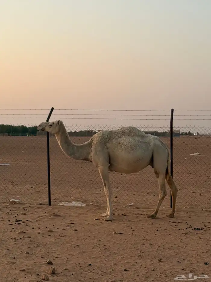 لقحات قريبات سليمات العذاريب 8