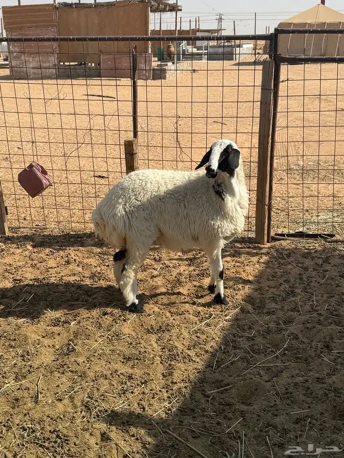 رخل طيبة ونظيفة 1