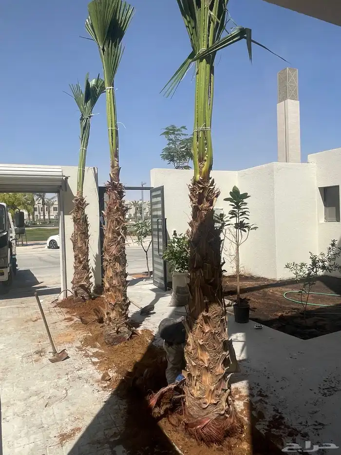 نخيل واشنطن للبيع بجميع انواع المقاسات لتواصل 4