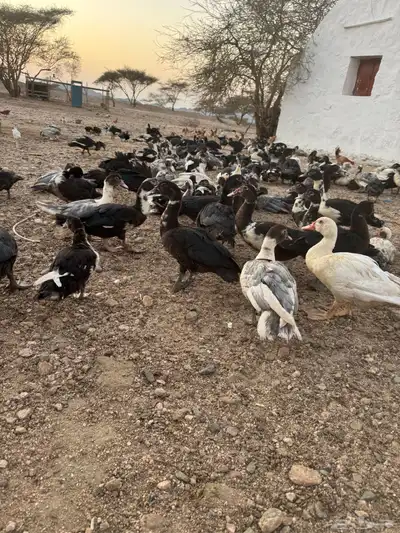 بط بط index
