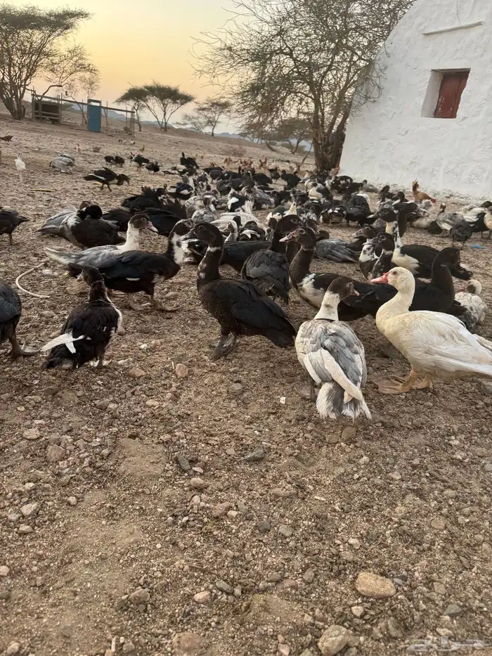 بط بط 1