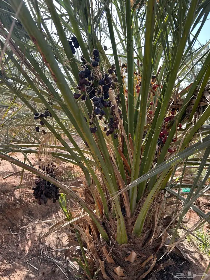 توريد جميع أنواع النخيل 8