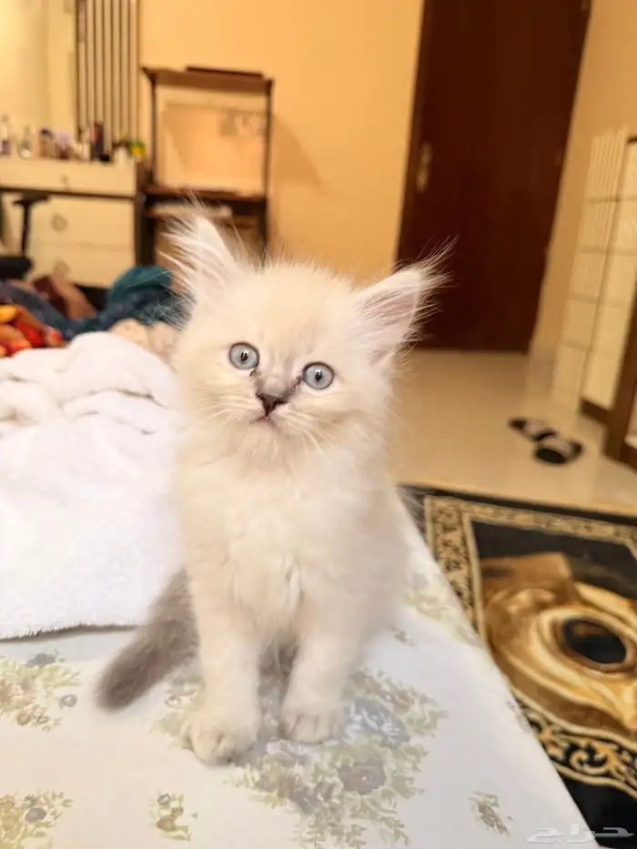 قطط للبيع. قطط صغيرة للبيع. 3