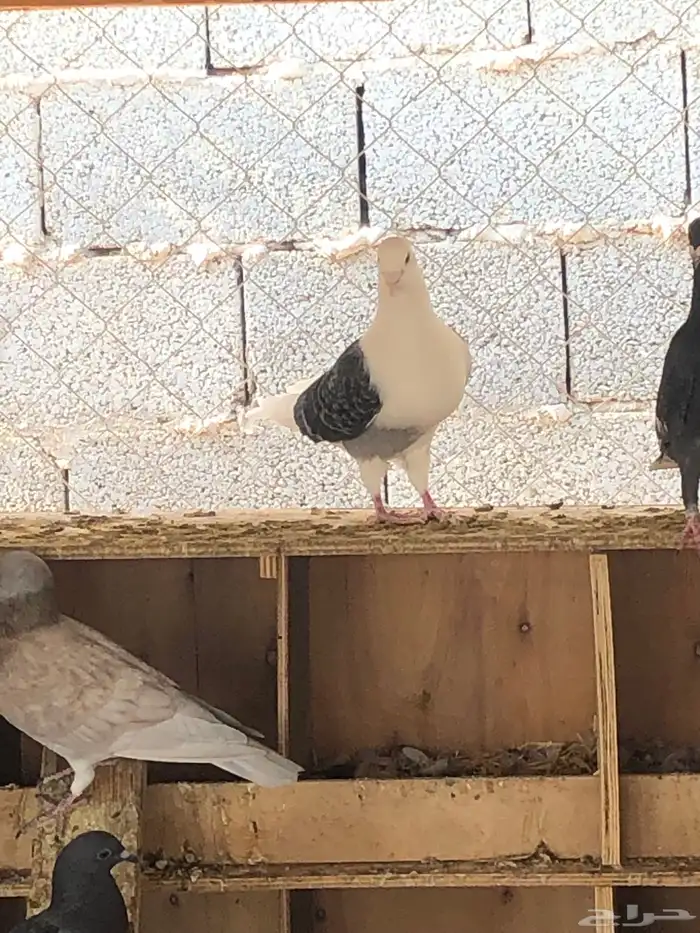 زاجل فراشة وزاجل رديوس وزاجل مكاتيف للبيع 7