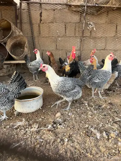 دجاج بياض index