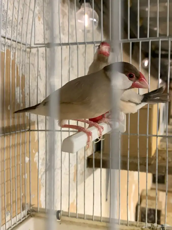 زوج جاوا كريمي 2