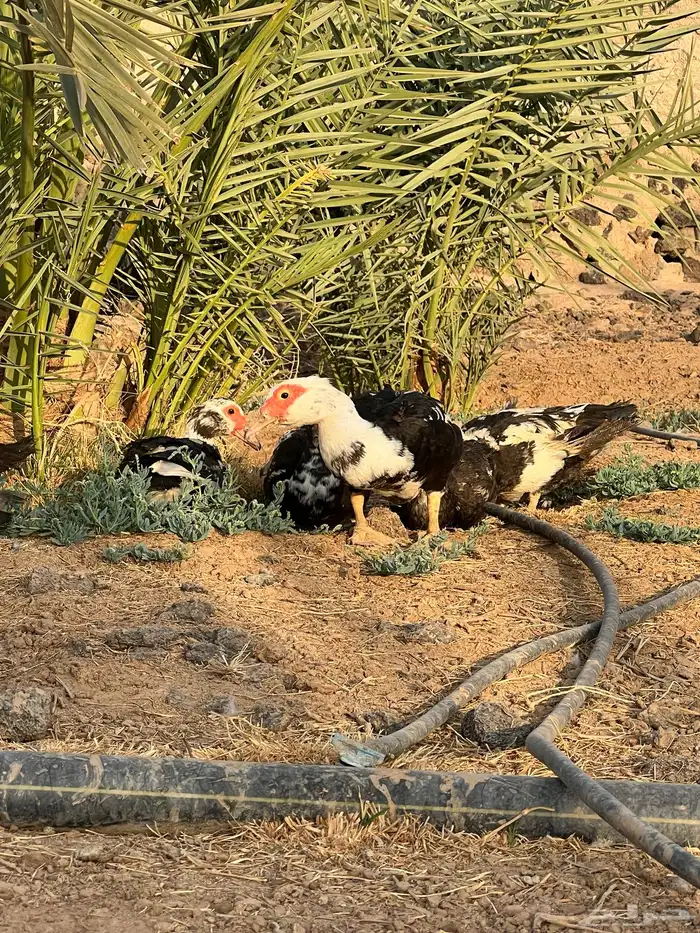 بط مصري 14