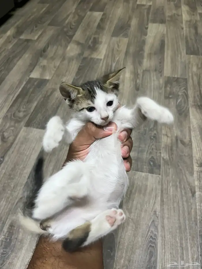 قطط لتبني 3