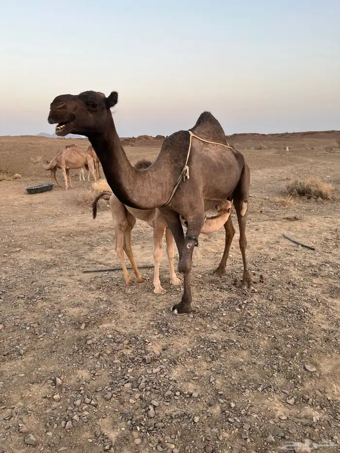 عشرا منيحه 6