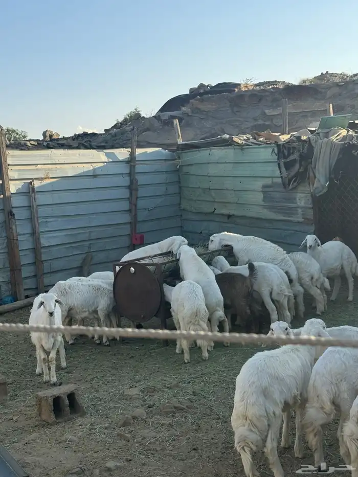 بهم للبيع العدد 18 فيه 4 رخال والباقي خرفان 2