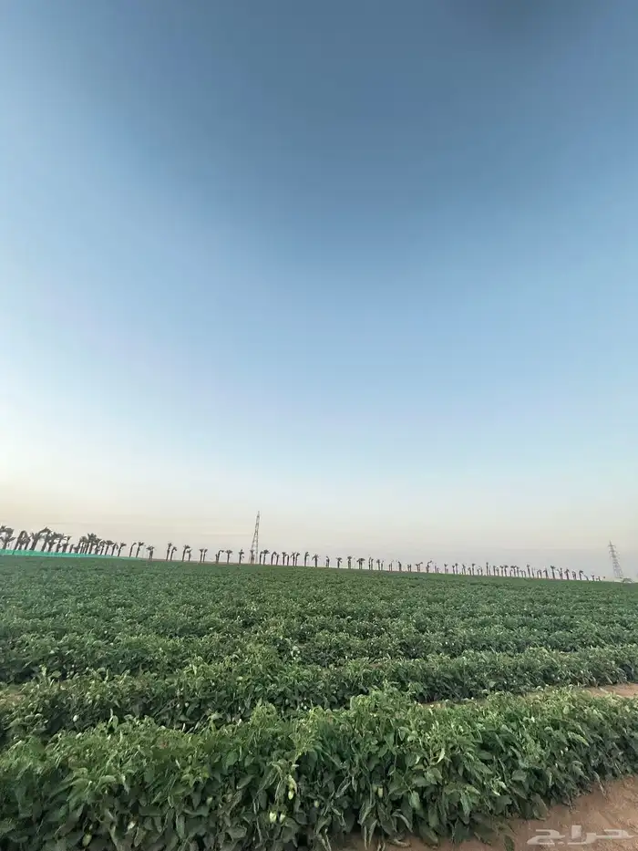 مشروع زراعي منتج للايجار مع بيوت محميه ورشاش 4 ابراج واسترا 2