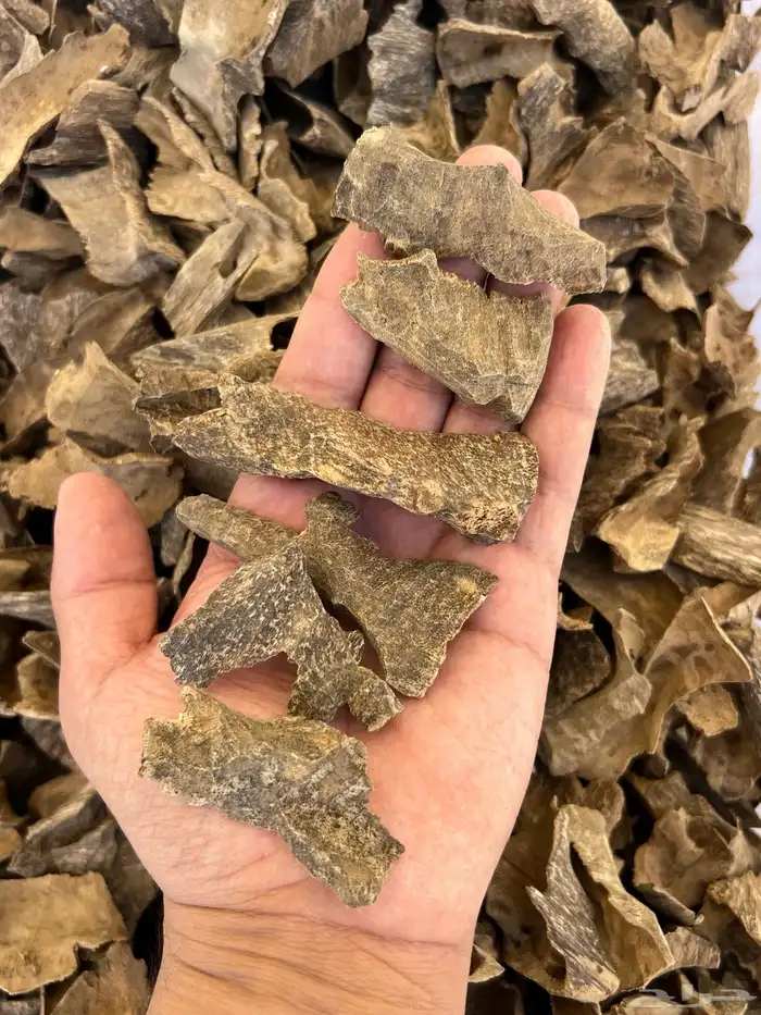 زوايا عود فيتنامي جمله 2100 0