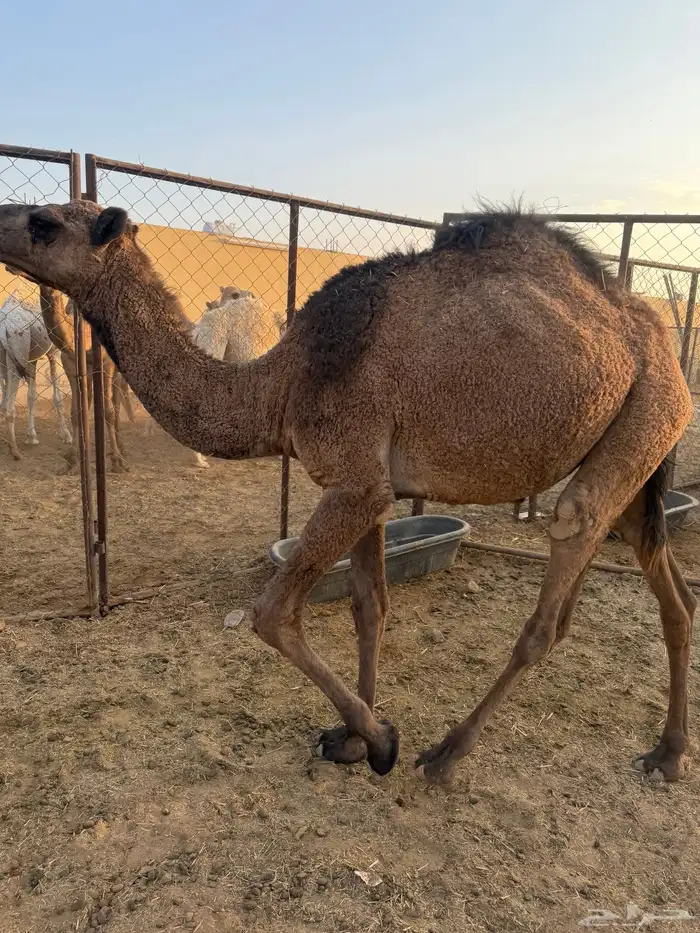 بكره طيبه للبيع 1