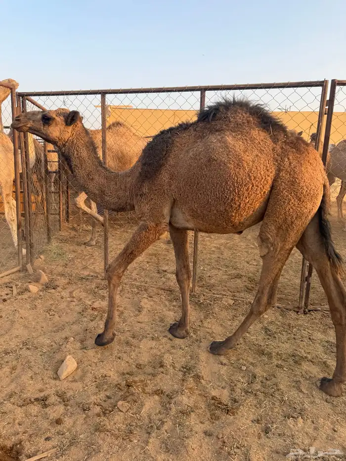 بكره طيبه للبيع 0