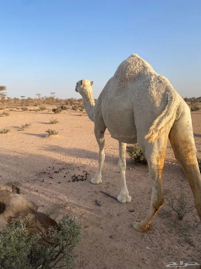 ناقه ملاقي طيبه 2