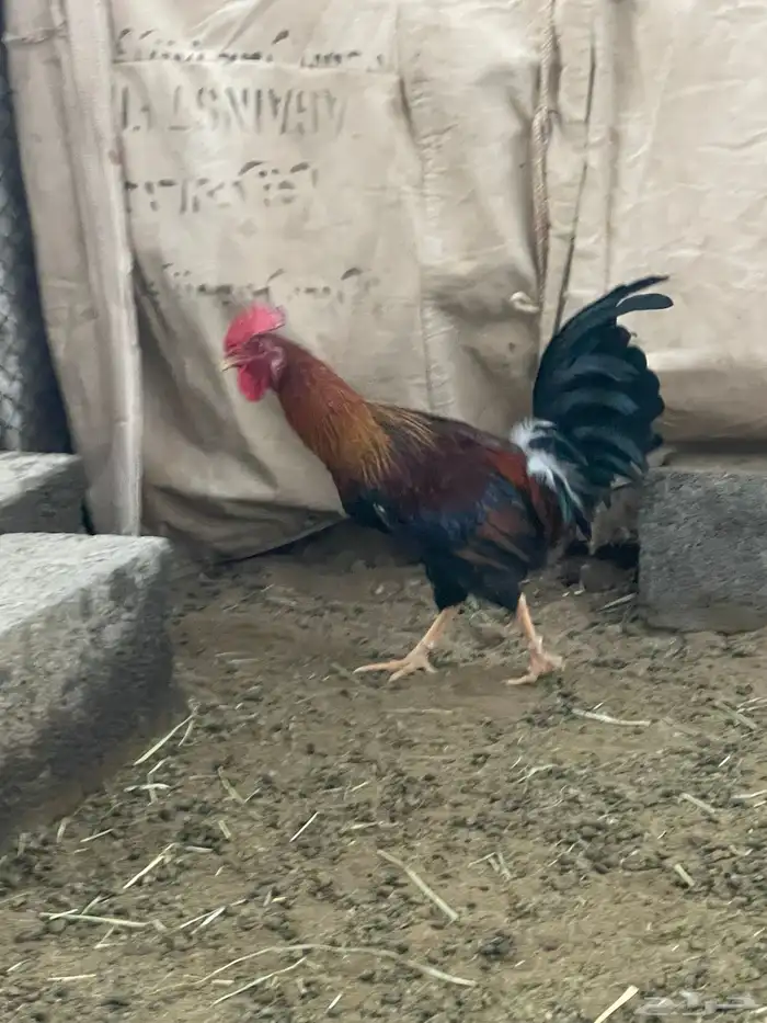 ديك عربي اصيل قديم 3