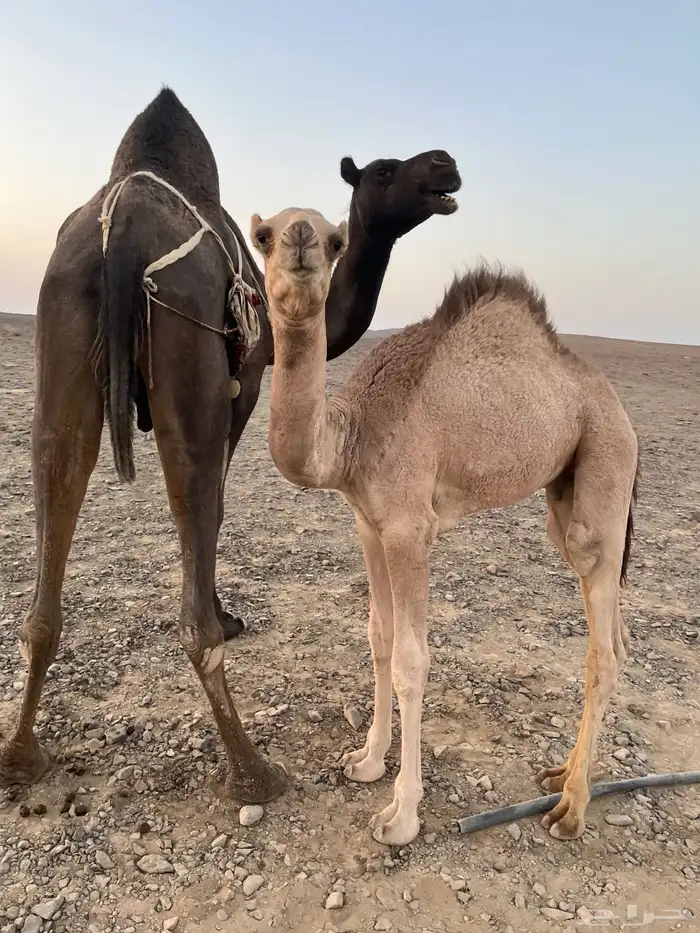 عشرا منيحه 7